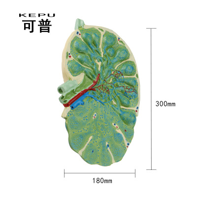 威斯尼斯wns888入口app